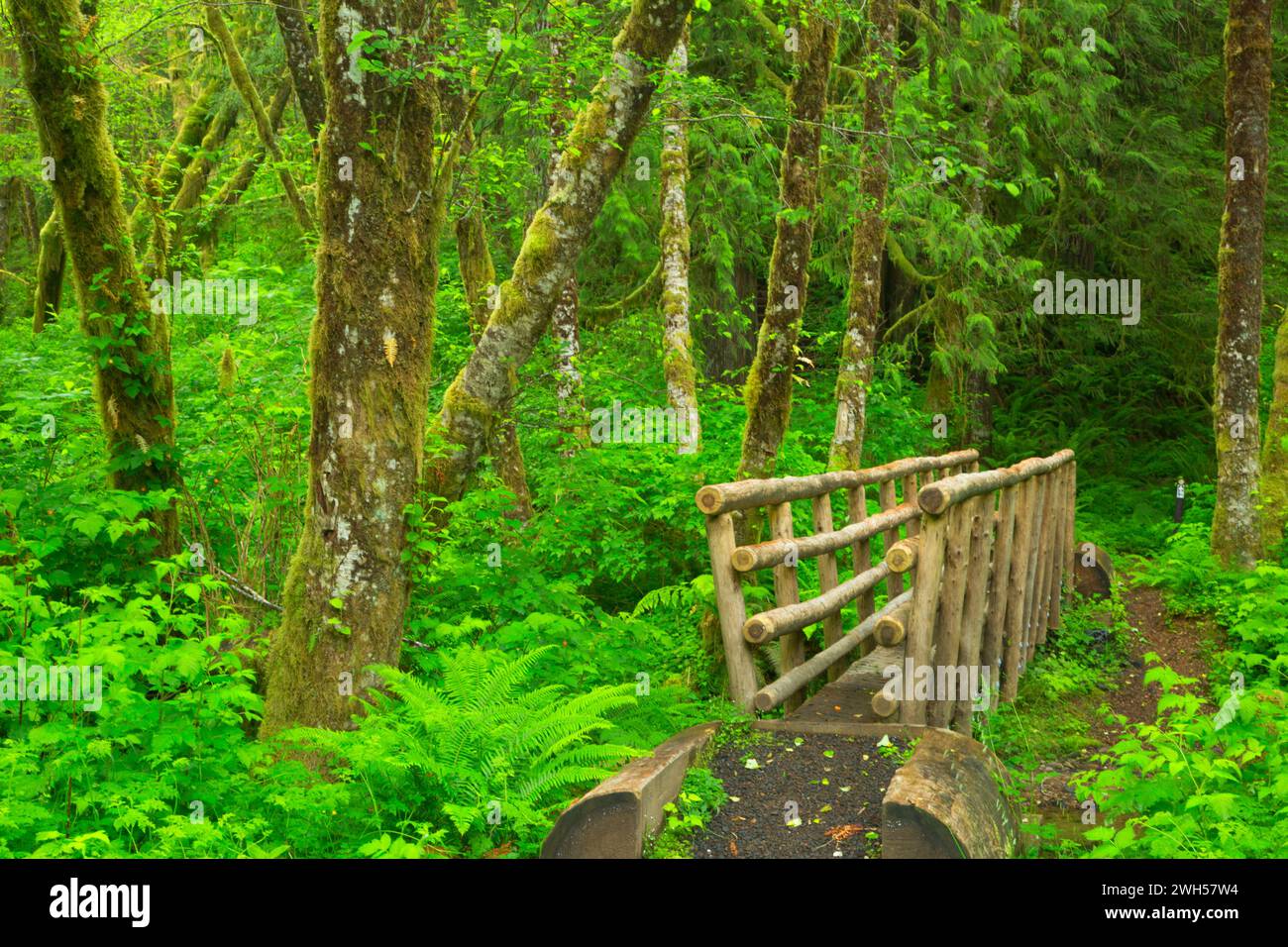 Hiker bridge on Soapstone Lake Trail, Clatsop State Forest, Oregon