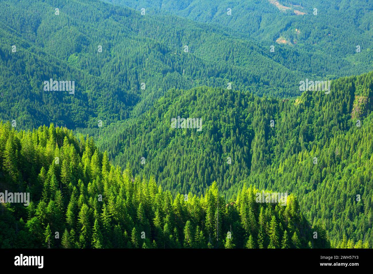 Forest from Elk Mountain Trail, Tillamook State Forest, Oregon Stock Photo