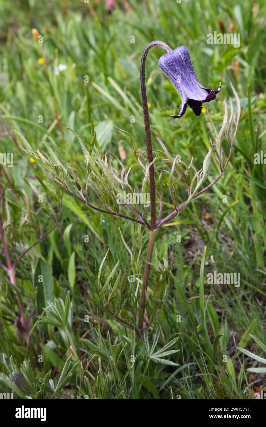 Sugarbowl (Clematis hirsutissima) purple wildflower in Tobacco Root Mountains, Montana Stock Photo
