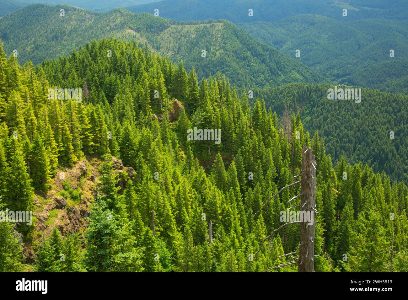 Forest from Elk Mountain Trail, Tillamook State Forest, Oregon Stock Photo