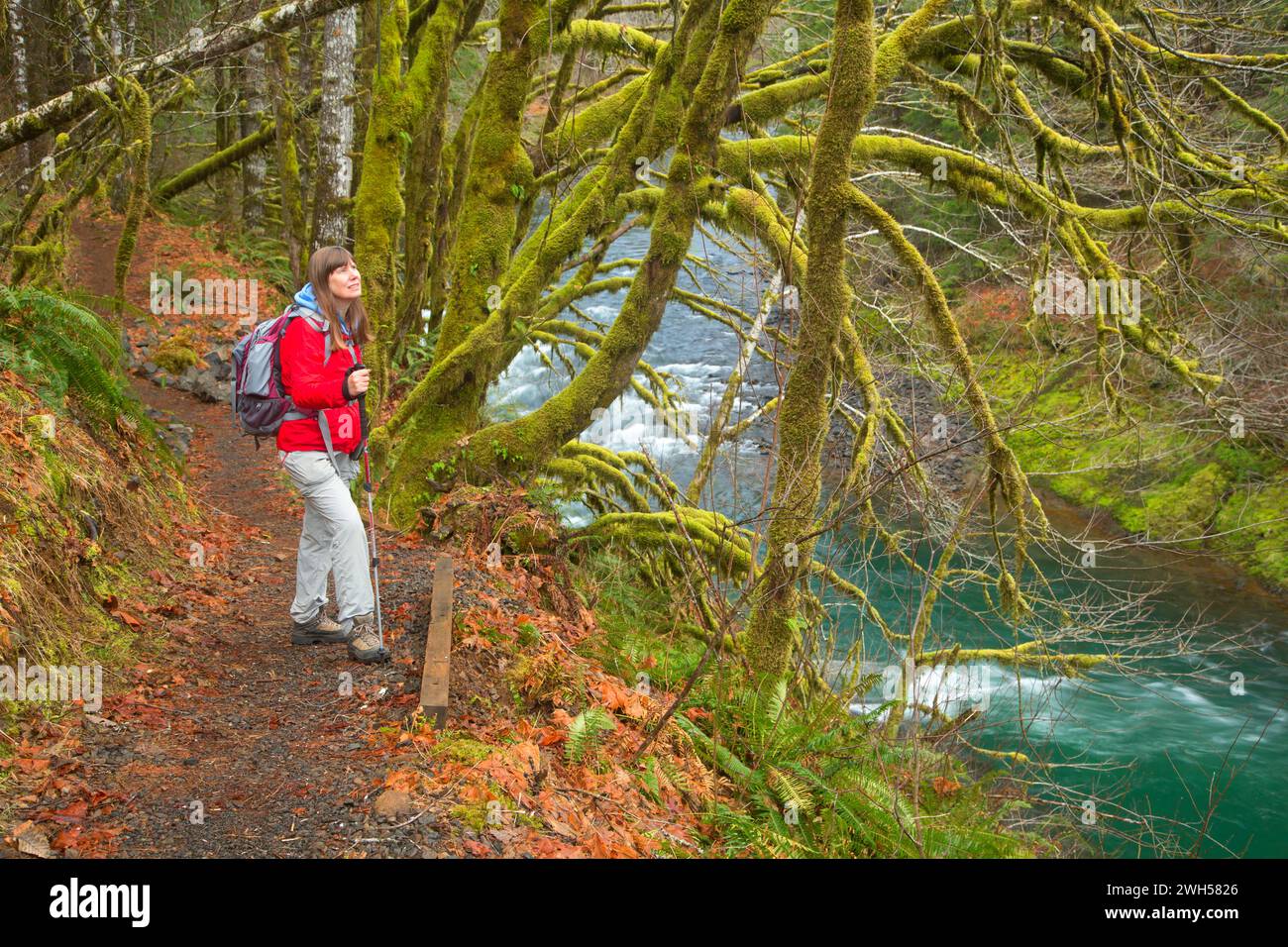 Wilson River Trail, Tillamook State Forest, Oregon Stock Photo