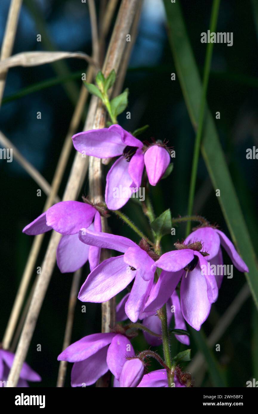 Pink Bells (Tetratheca Ciliata) are also known in Australia as Black Eyed Susan. You need to lie flat on the ground and look up to see the black eye! Stock Photo