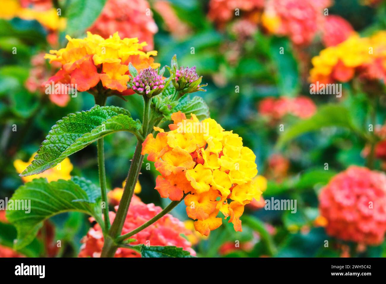 A close-up of Common Lantana, Lantana camara, with yellow and orange flowers and pink buds, a flowering plant in the verbena family. Stock Photo