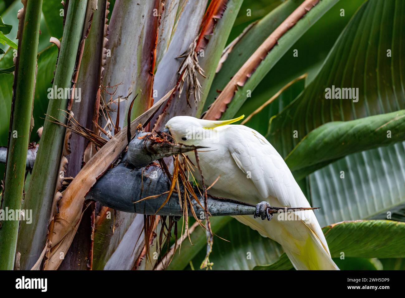 White sulphur crested australian cockatoo, cacatua galleria, perched in a Giant Bird of Paradise plant eating from the flower seed head Australia,2024 Stock Photo