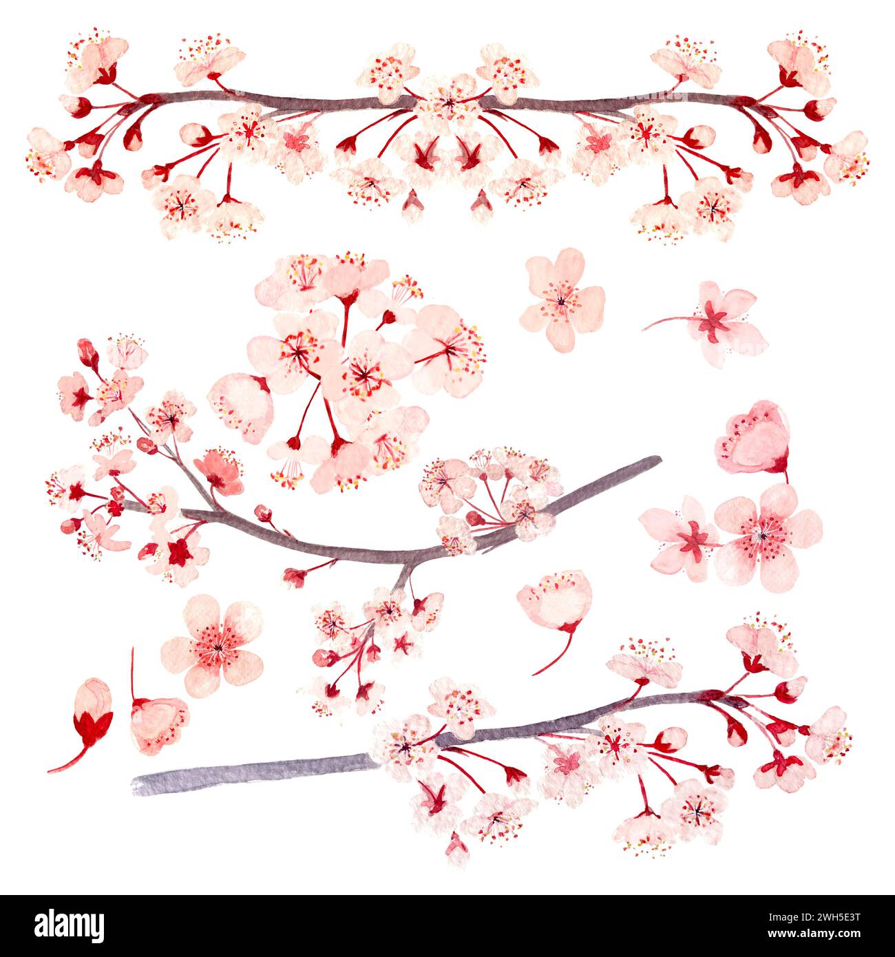 Watercolor hand drawn pink sakura branches with flowers set isolated on ...