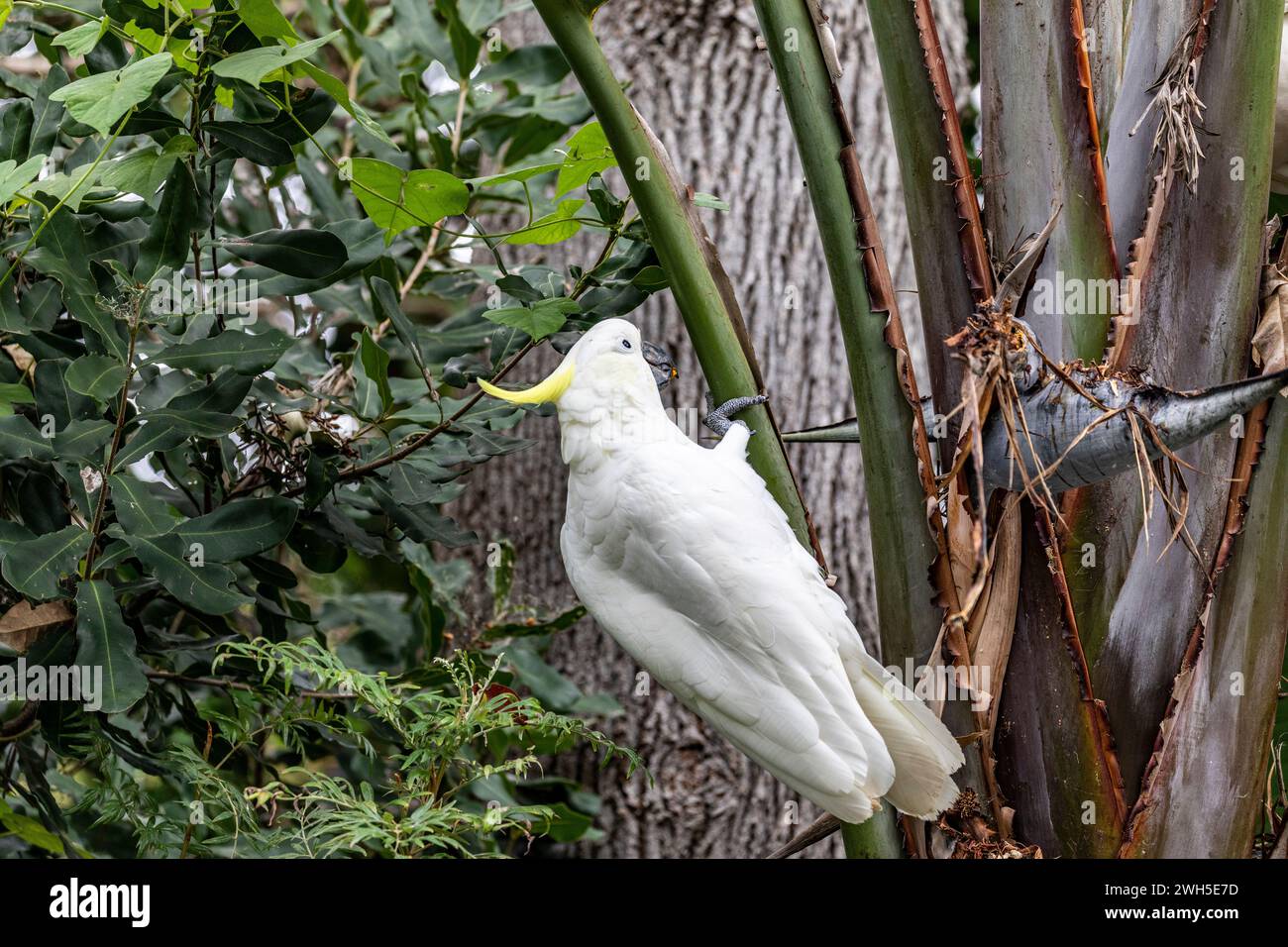 White sulphur crested australian cockatoo, cacatua galleria, perched in a Giant Bird of Paradise plant branch to access seed, Australia,2024 Stock Photo