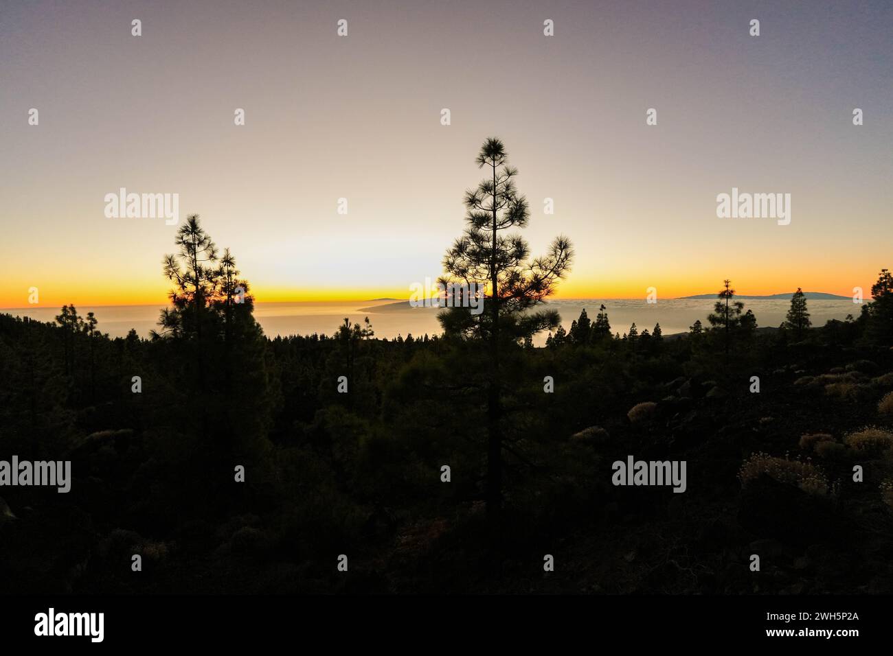 Tranquil sunset with a glowing horizon peeking through silhouetted pine trees, showcasing natures calming beauty as day transitions to night. Stock Photo