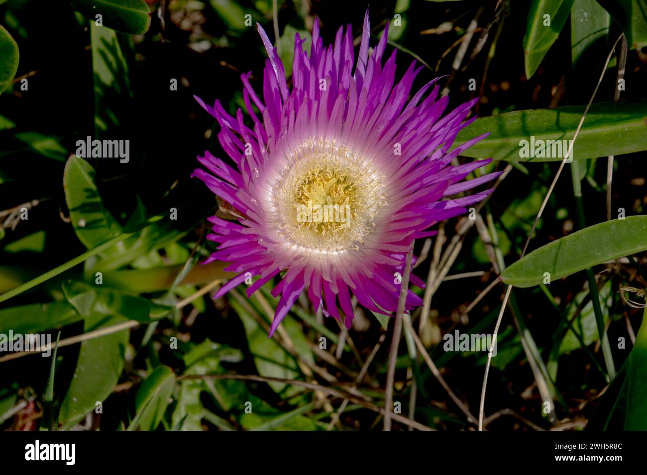 Close up of a pink blossom of a hottentot pig flower, also called Carpobrotus edulis, ice plant, or pig face Stock Photo