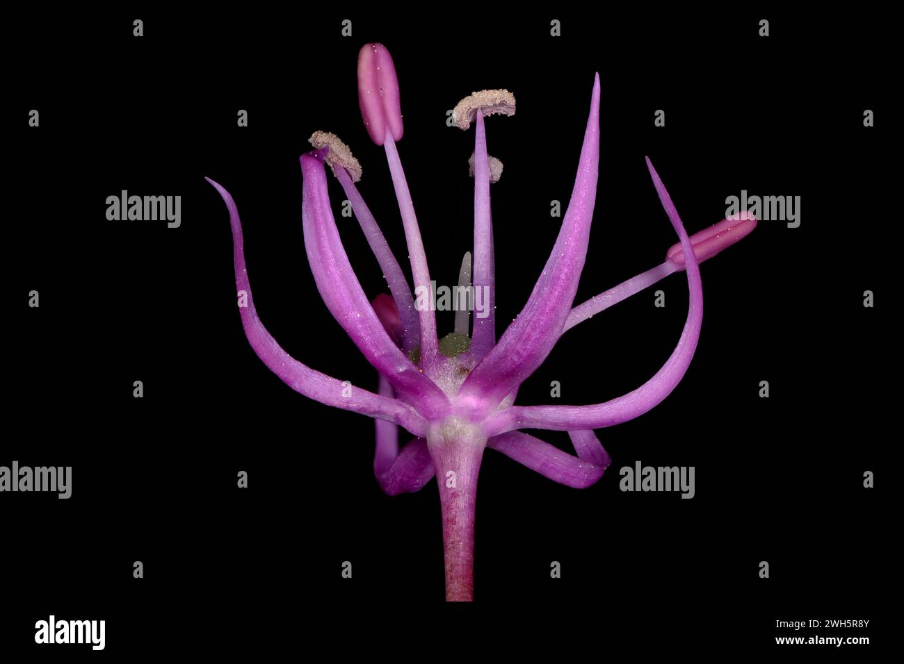False Rosenbach Onion (Allium rosenorum). Flower Closeup Stock Photo