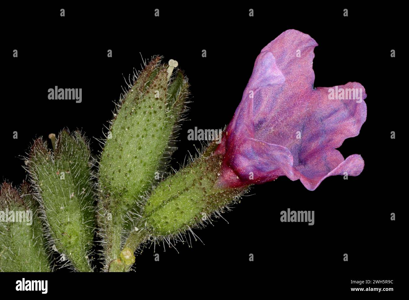 Common Lungwort (Pulmonaria officinalis). Flower Closeup Stock Photo