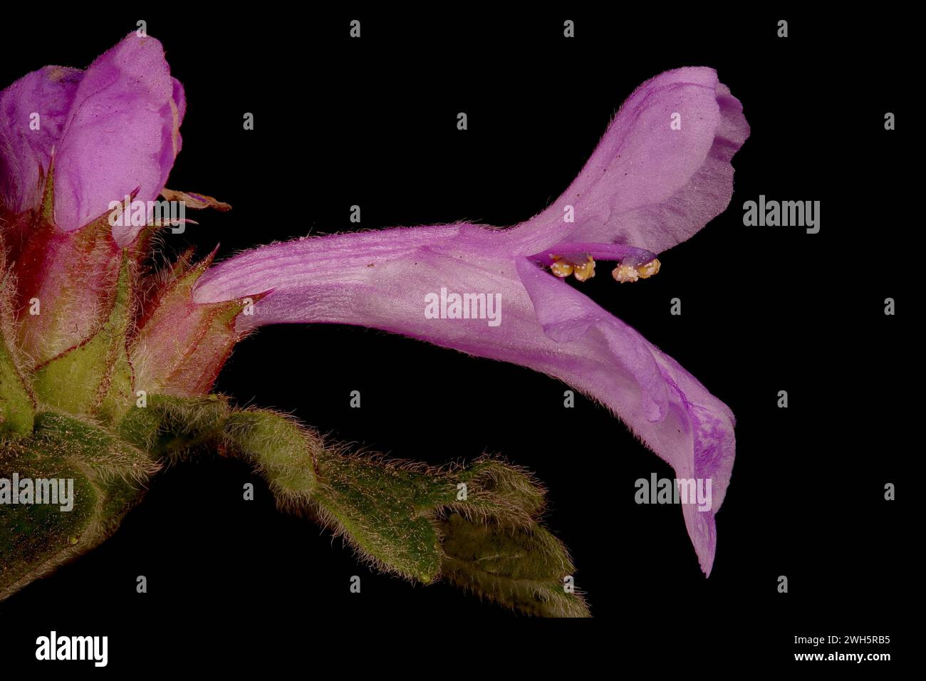 Big Betony (Betonica macrantha). Flower Closeup Stock Photo
