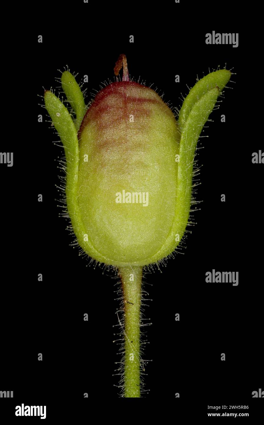 Small Toadflax (Chaenorhinum minus). Immature Fruit Closeup Stock Photo