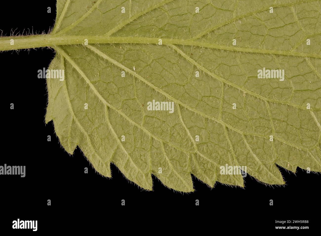 White Dead-Nettle (Lamium album). Leaf Detail Closeup Stock Photo