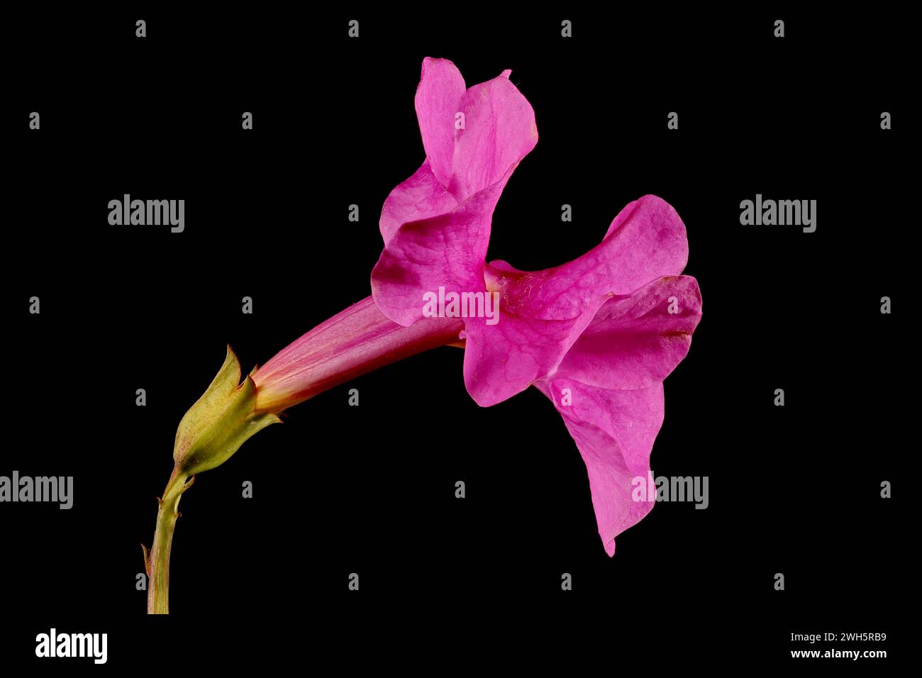 Hardy Gloxinia (Incarvillea delavayi). Flower Closeup Stock Photo