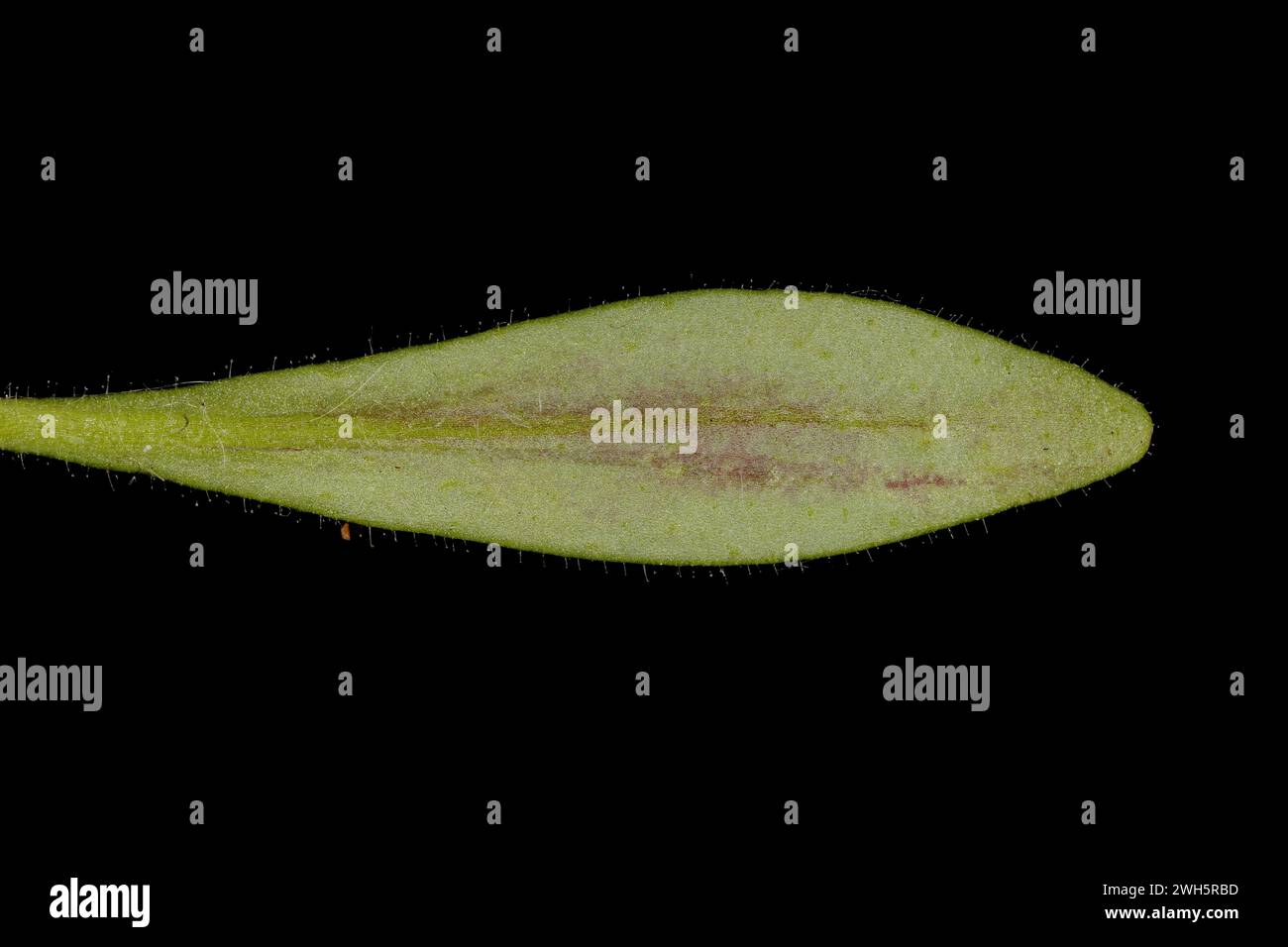 Small Toadflax (Chaenorhinum minus). Leaf Closeup Stock Photo