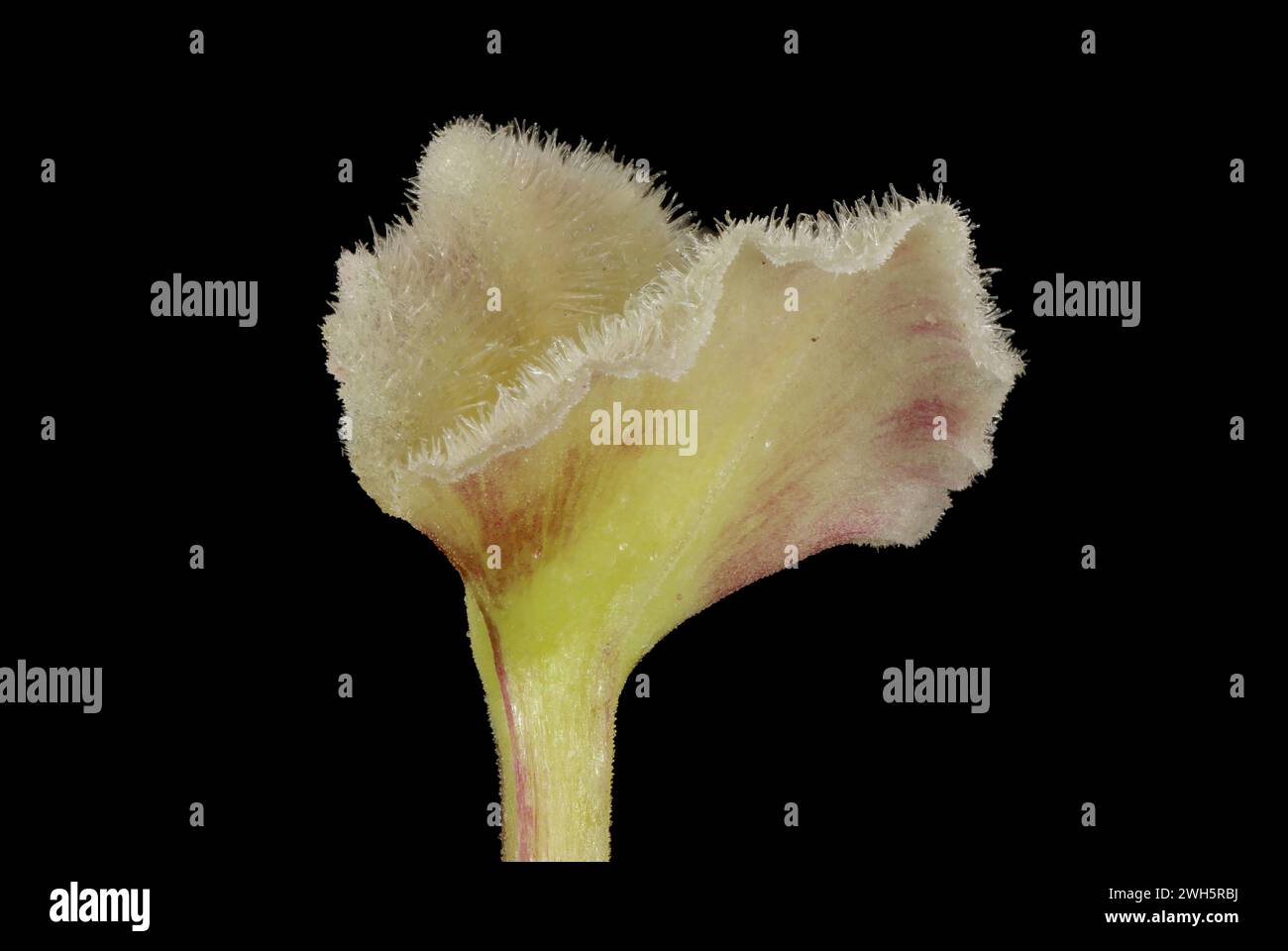 Hardy Gloxinia (Incarvillea delavayi). Stigma Closeup Stock Photo