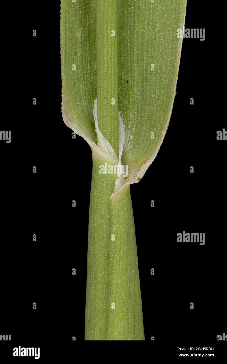 Canary Grass (Phalaris canariensis). Culm and Leaf Sheath Closeup Stock Photo