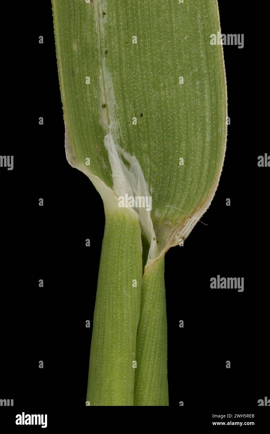 Canary Grass (Phalaris canariensis). Ligule and Leaf Sheath Closeup Stock Photo