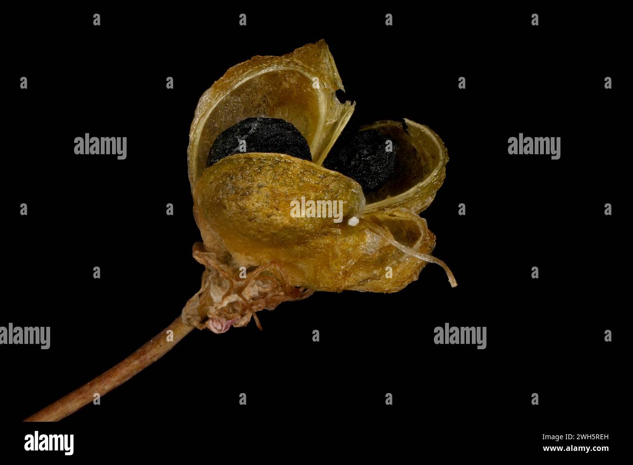 False Rosenbach Onion (Allium rosenorum). Dehisced Capsule Closeup Stock Photo