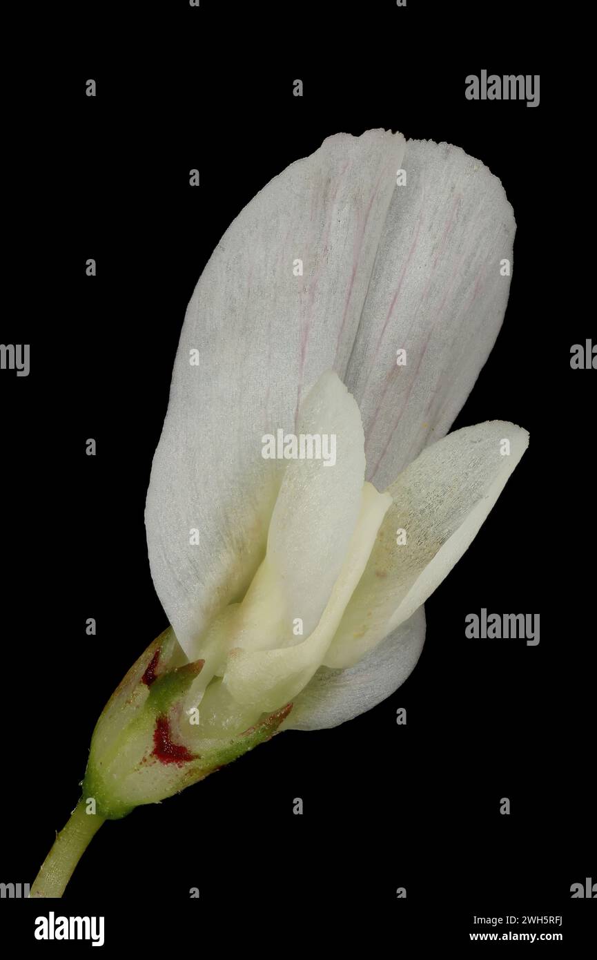 White Clover (Trifolium repens). Flower Closeup Stock Photo
