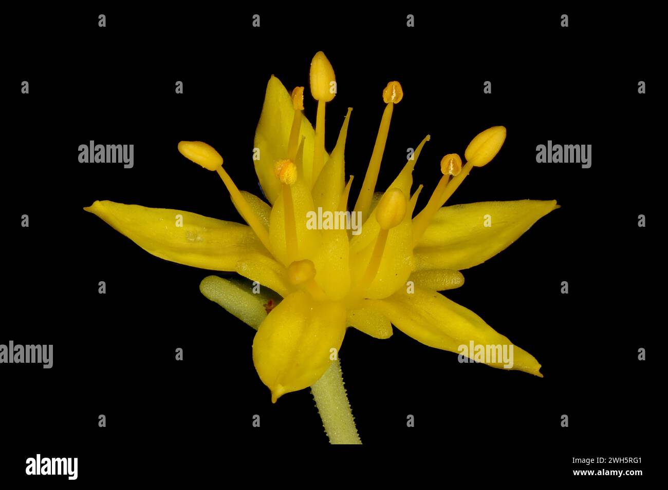 Kamchatka Stonecrop (Phedimus kamtschaticus). Flower Closeup Stock Photo