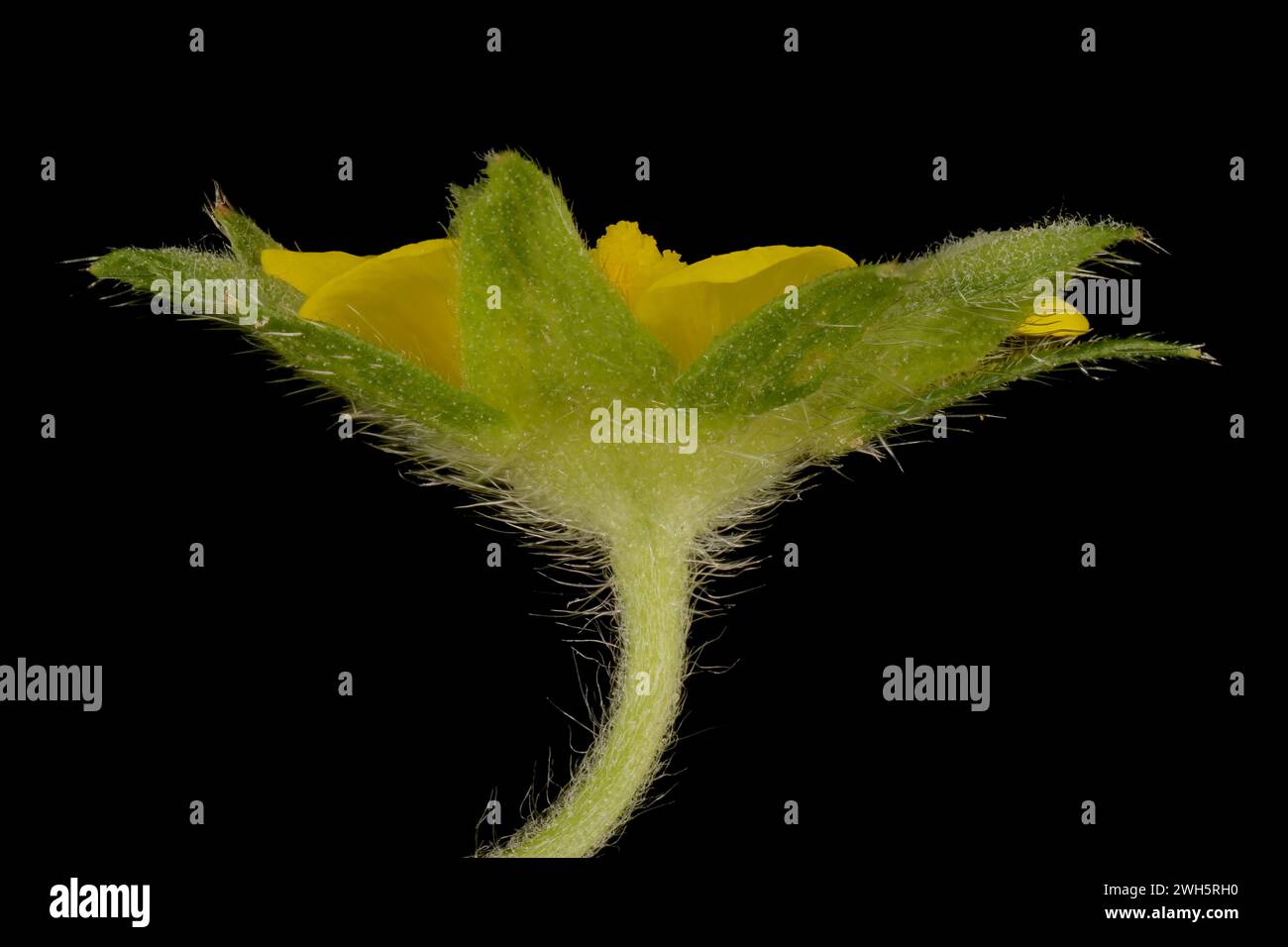 Ternate-Leaved Cinquefoil (Potentilla norvegica). Flower Closeup Stock Photo
