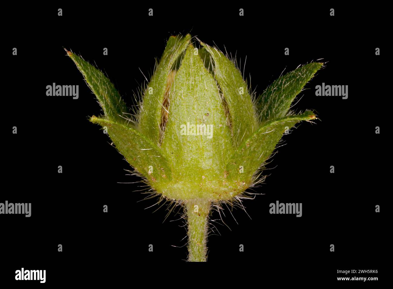 Ternate-Leaved Cinquefoil (Potentilla norvegica). Floral Bud Closeup Stock Photo