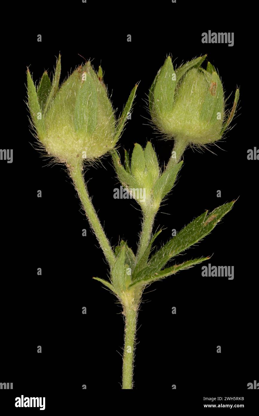 Ternate-Leaved Cinquefoil (Potentilla norvegica). Floral Buds Closeup Stock Photo