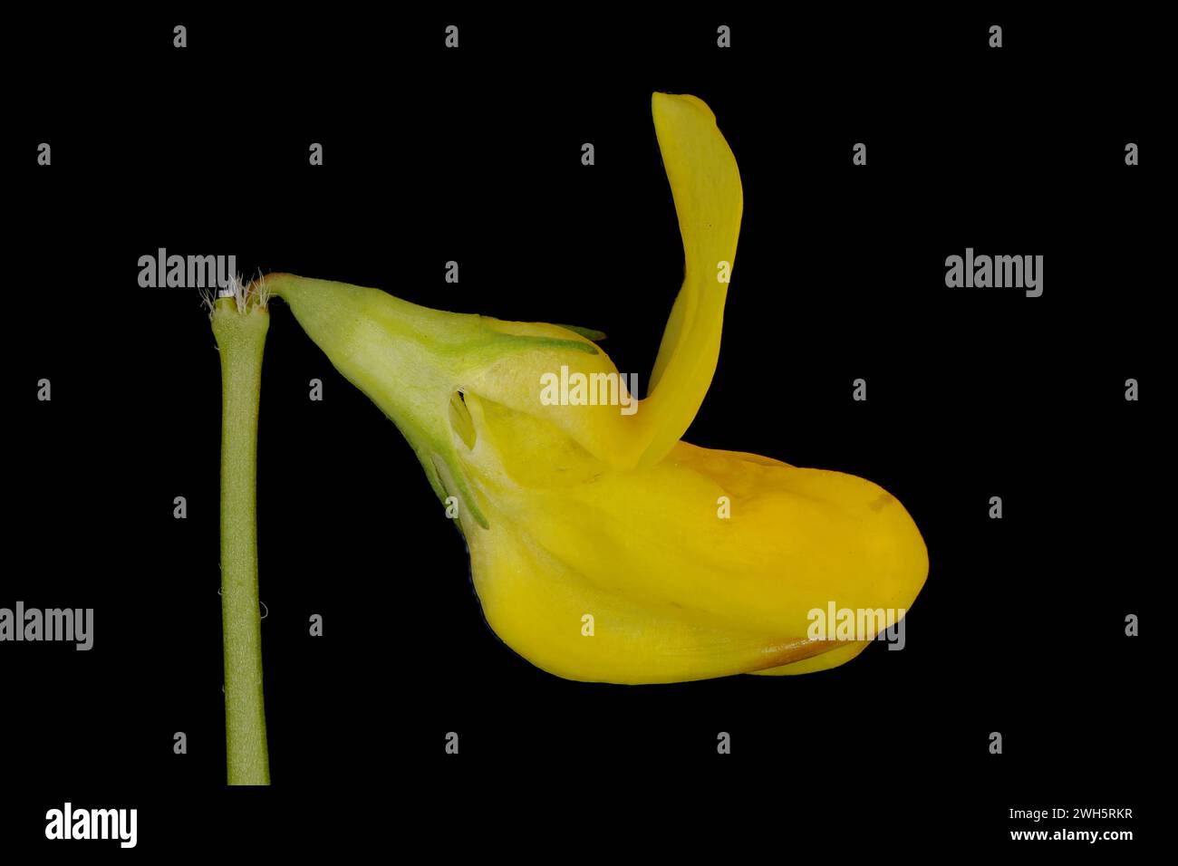Common Bird's-Foot Trefoil (Lotus corniculatus). Flower Closeup Stock Photo