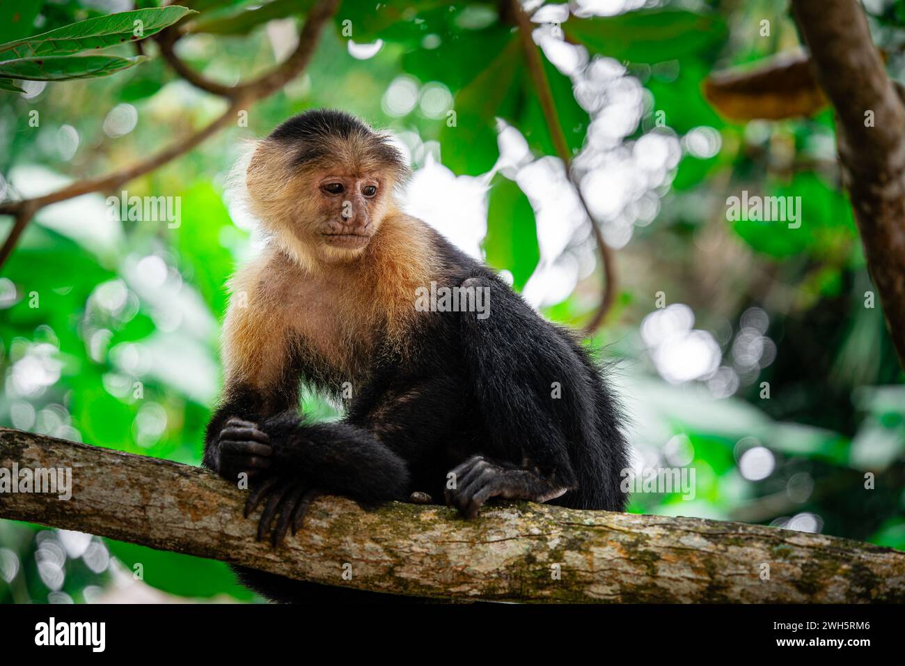 White Faced Monkey in Costa Rica Stock Photo - Alamy
