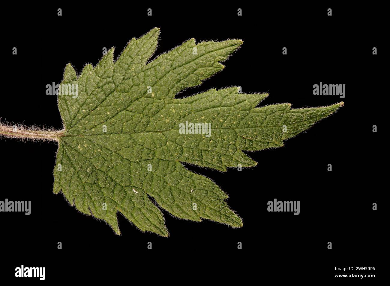 Five lobed leaf hi-res stock photography and images - Alamy