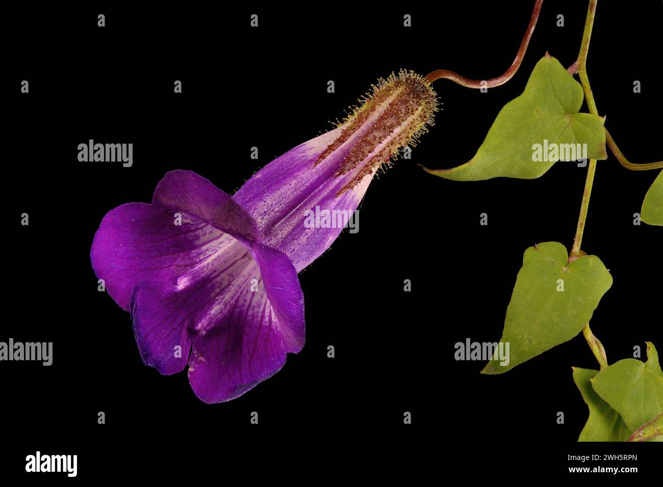 Trailing Snapdragon (Maurandya scandens). Flowering Shoot Closeup Stock Photo