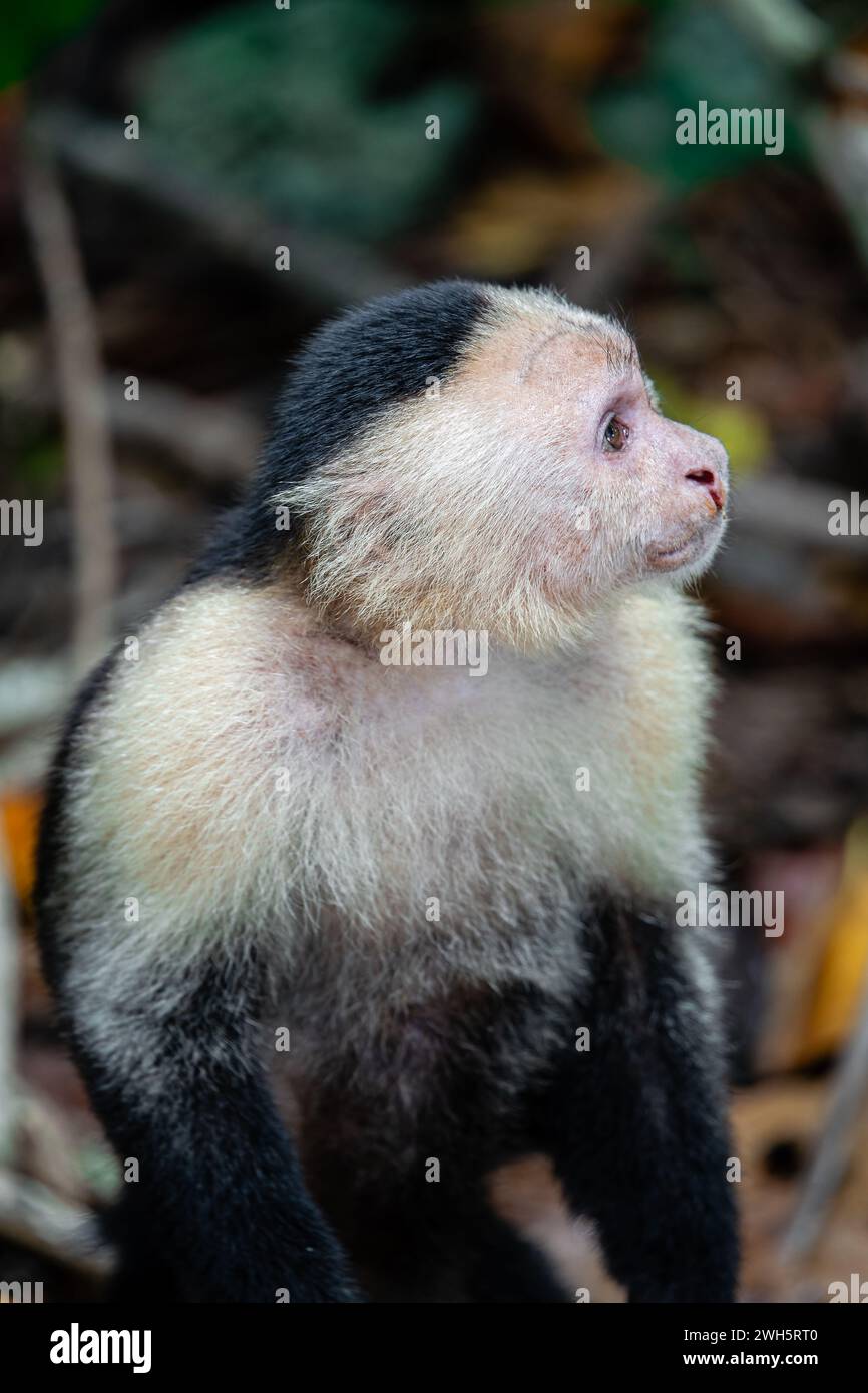 Panamanian white faced capuchin monkey cebus imitator hi-res stock ...