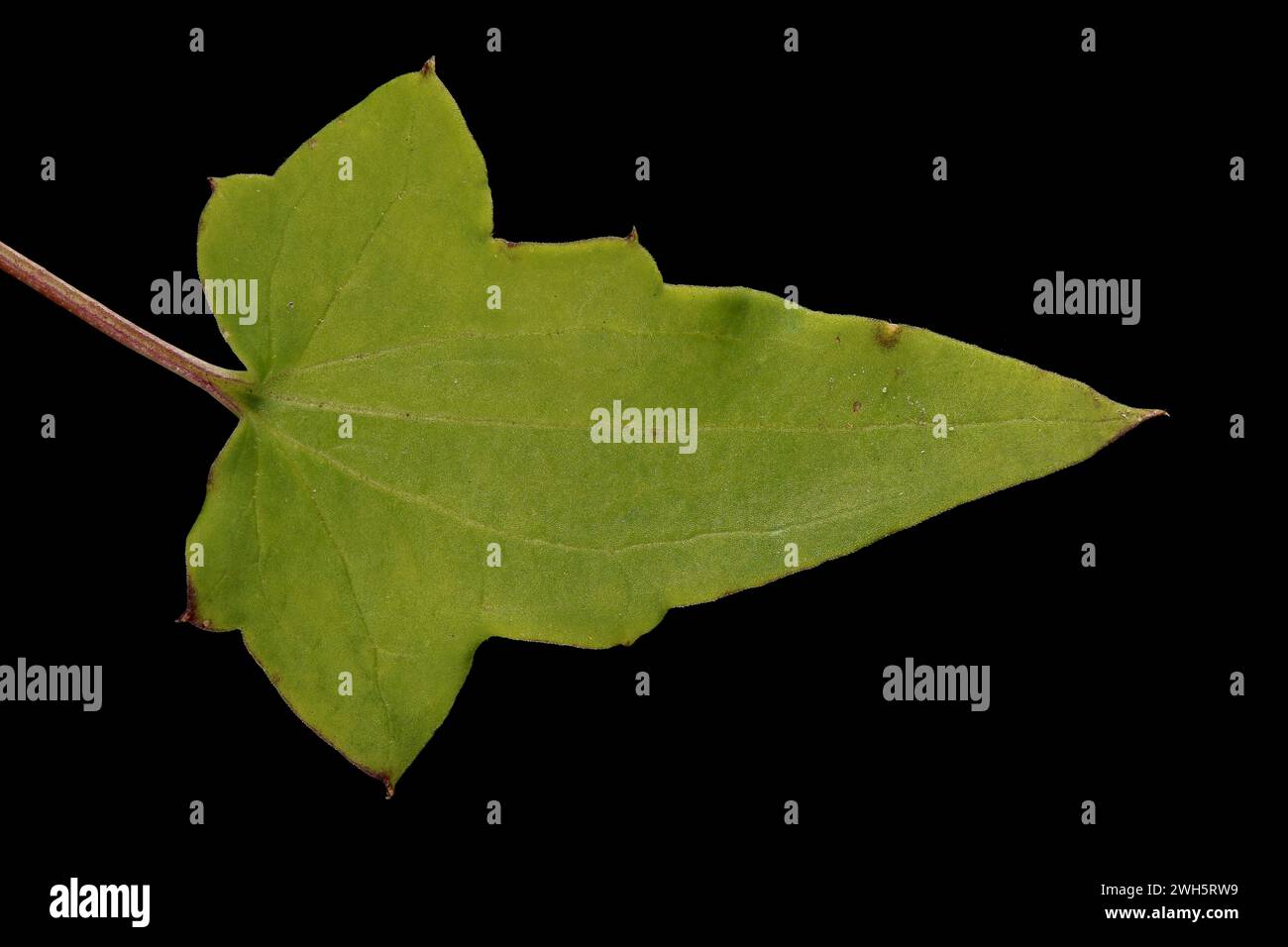 Trailing Snapdragon (Maurandya scandens). Leaf Closeup Stock Photo