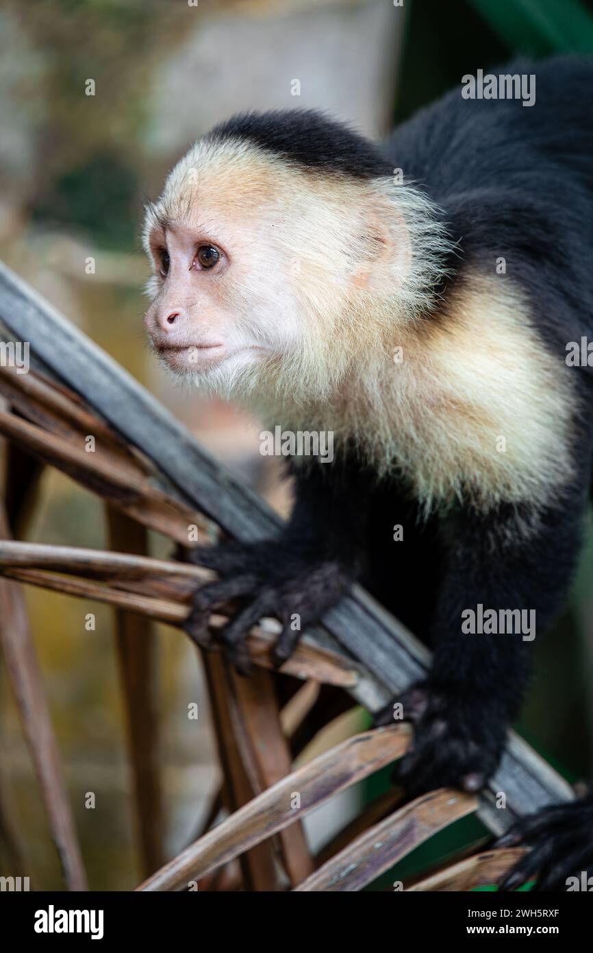 White Faced Monkey in Costa Rica Stock Photo - Alamy