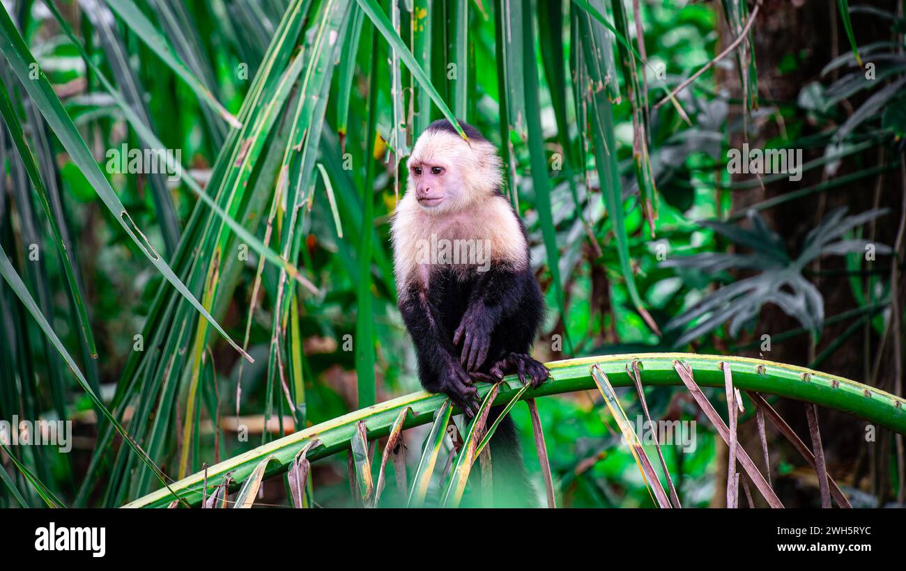 White Faced Monkey in Costa Rica Stock Photo - Alamy