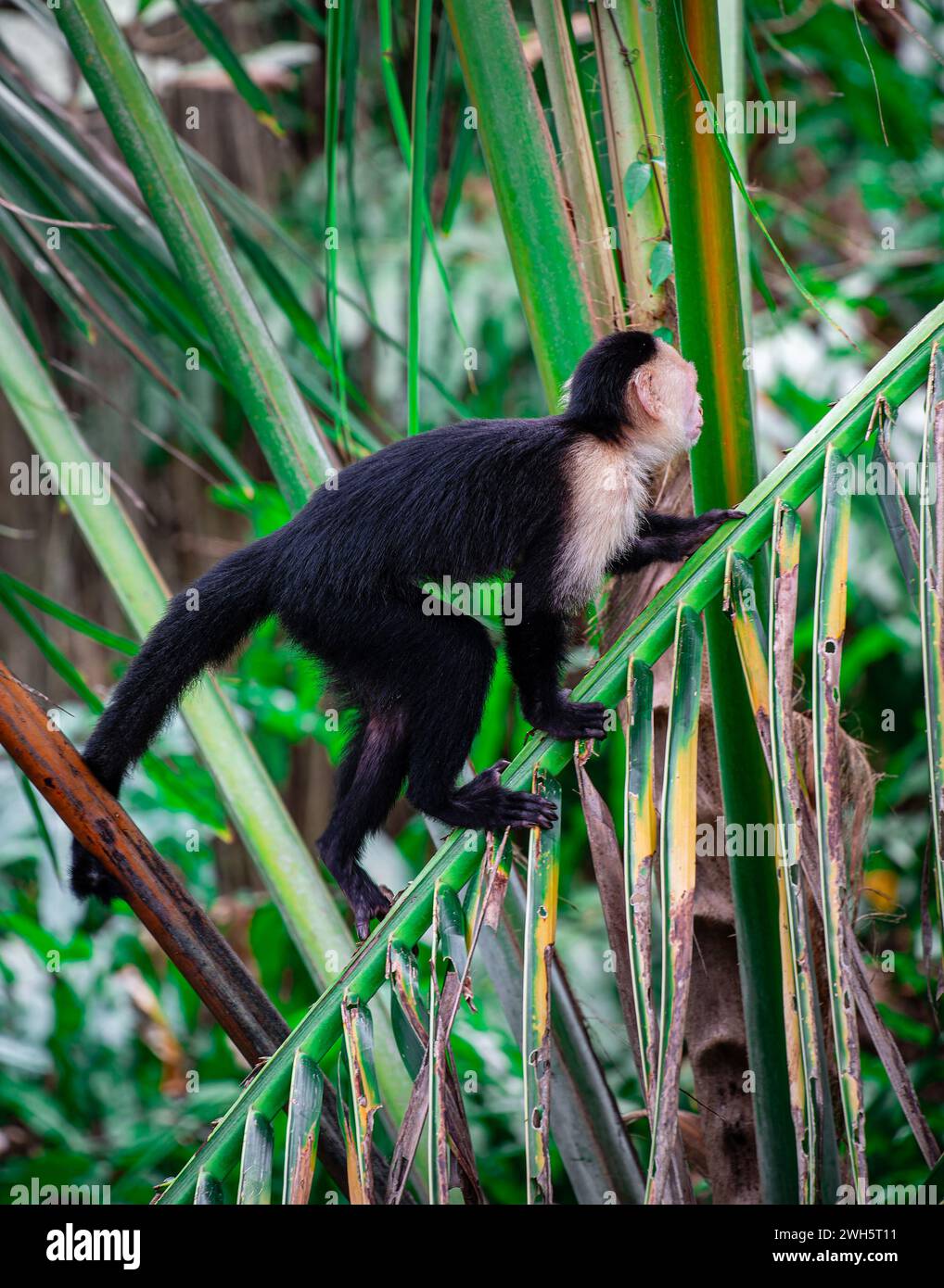 White Faced Monkey in Costa Rica Stock Photo - Alamy