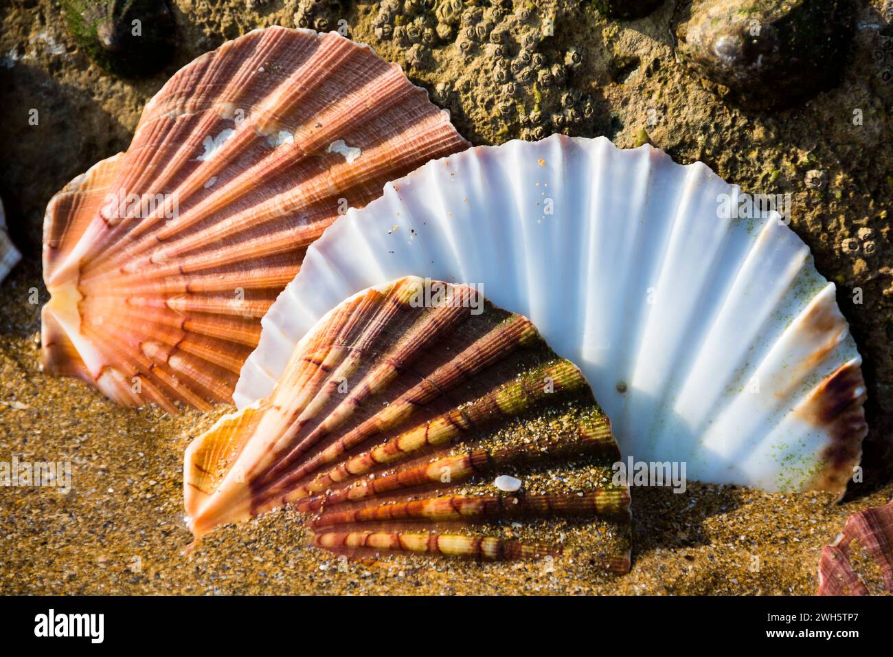 The tree seashells resting on a sandy beach surrounded by rocks and pebbles. Stock Photo
