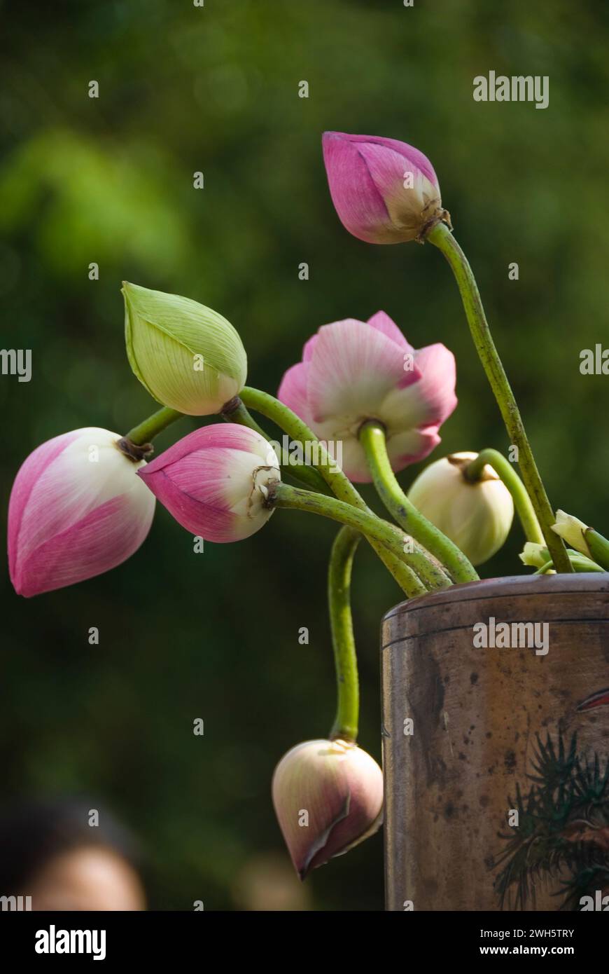 The lotus flowers in a Thai temple honoring Buddha. Stock Photo