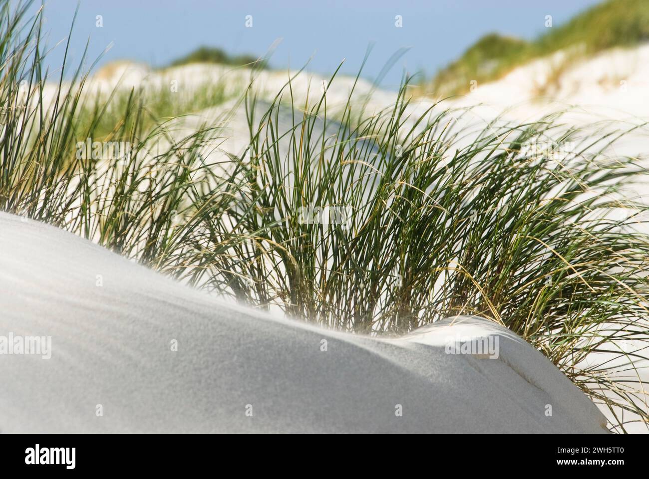 A still life of beach grass on Amrum, a German North Sea island. Stock Photo