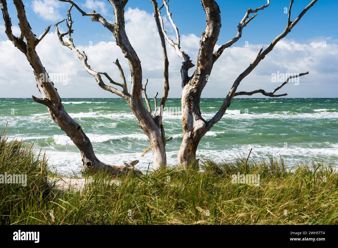 The Wind refugees on the west coast of Prerow on Fischland-Dars on the German Baltic Sea. Stock Photo