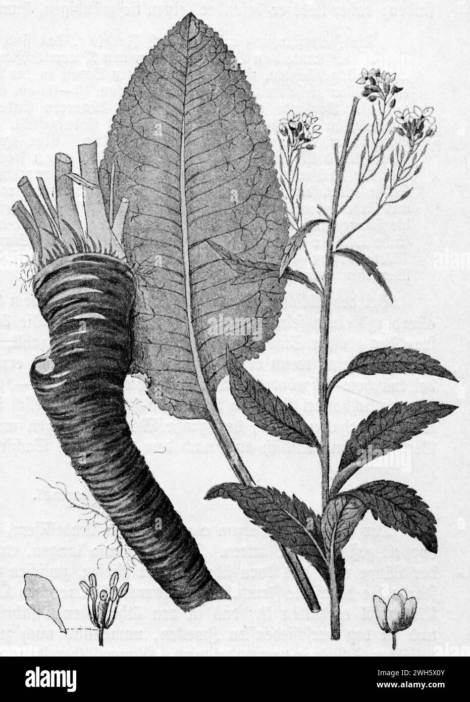 Horseradish Armoracia rusticana, (, ), Meerrettich Stock Photo Alamy