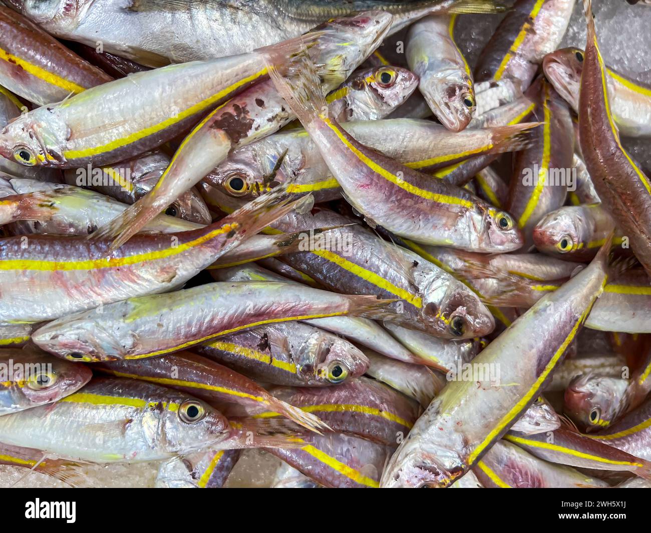 Close-up of fresh raw fish in ice on the counter at a fish market Stock Photo