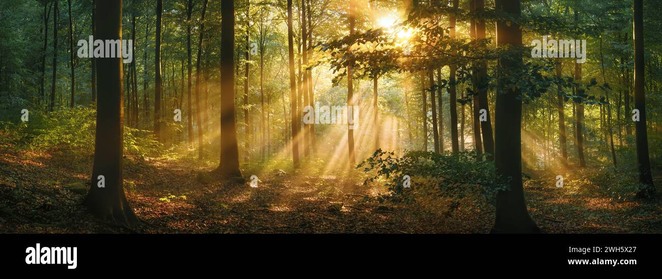 Enchanting sunlight through mist woodlands scenery with amazing golden sunrays illuminating the panoramic view. A tranquil landscape photo of natural Stock Photo