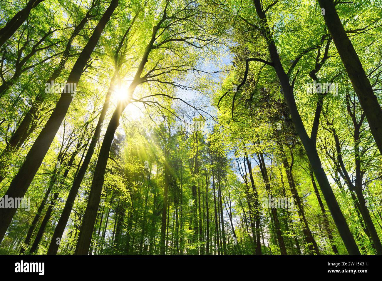 Tall trees in a forest landscape hi-res stock photography and images ...