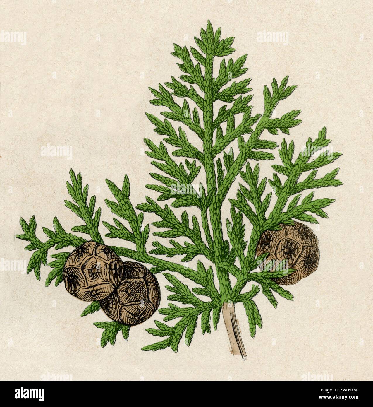 Italian cypress Cupressus sempervirens,  (botany book, 1879), Mittelmeer-Zypresse Stock Photo