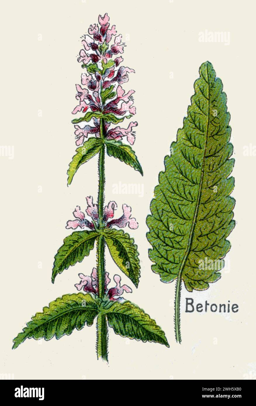 hedgenettle Stachys officinalis,  (botany book, 1908), Heilziest Stock Photo