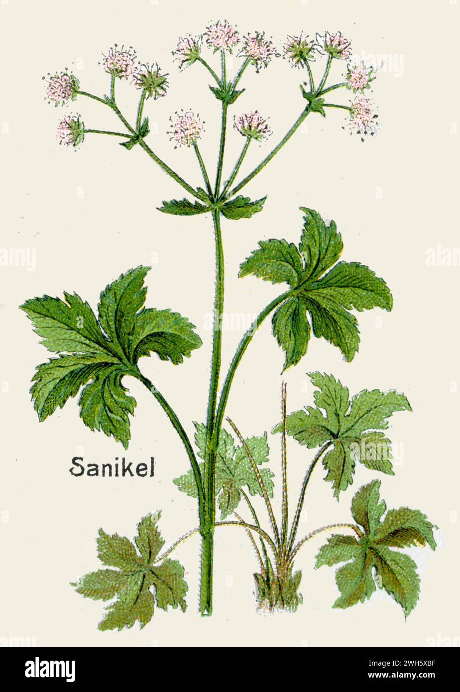 sanicle Sanicula europaea,  (botany book, 1908), Wald-Sanikel Stock Photo