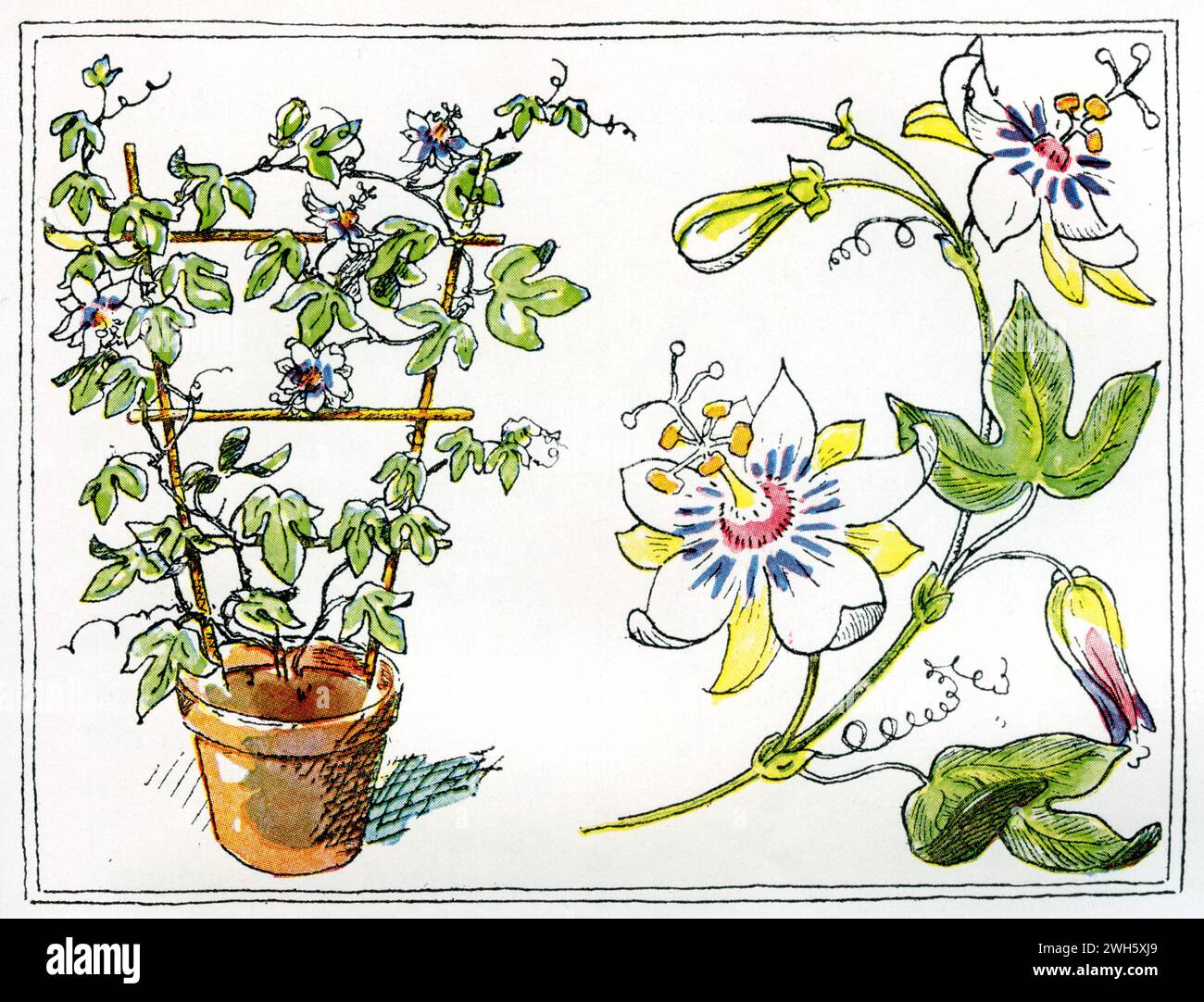 Blue passion flower Passiflora caerulea, Petersen, Carl Olof (1881-1931) (garden book, 1936), Passionsblume; Blaue Passionsblume Stock Photo