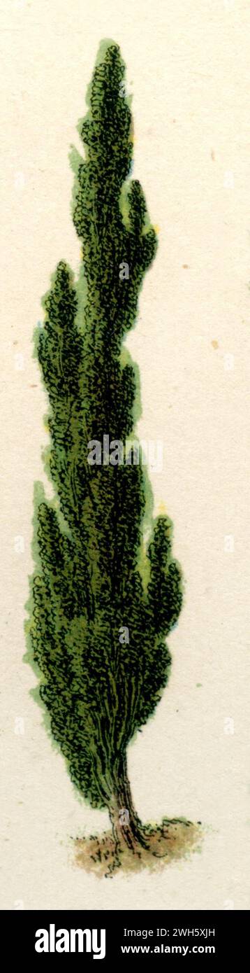 Italian cypress Cupressus sempervirens,  (botany book, 1886), Mittelmeer-Zypresse Stock Photo